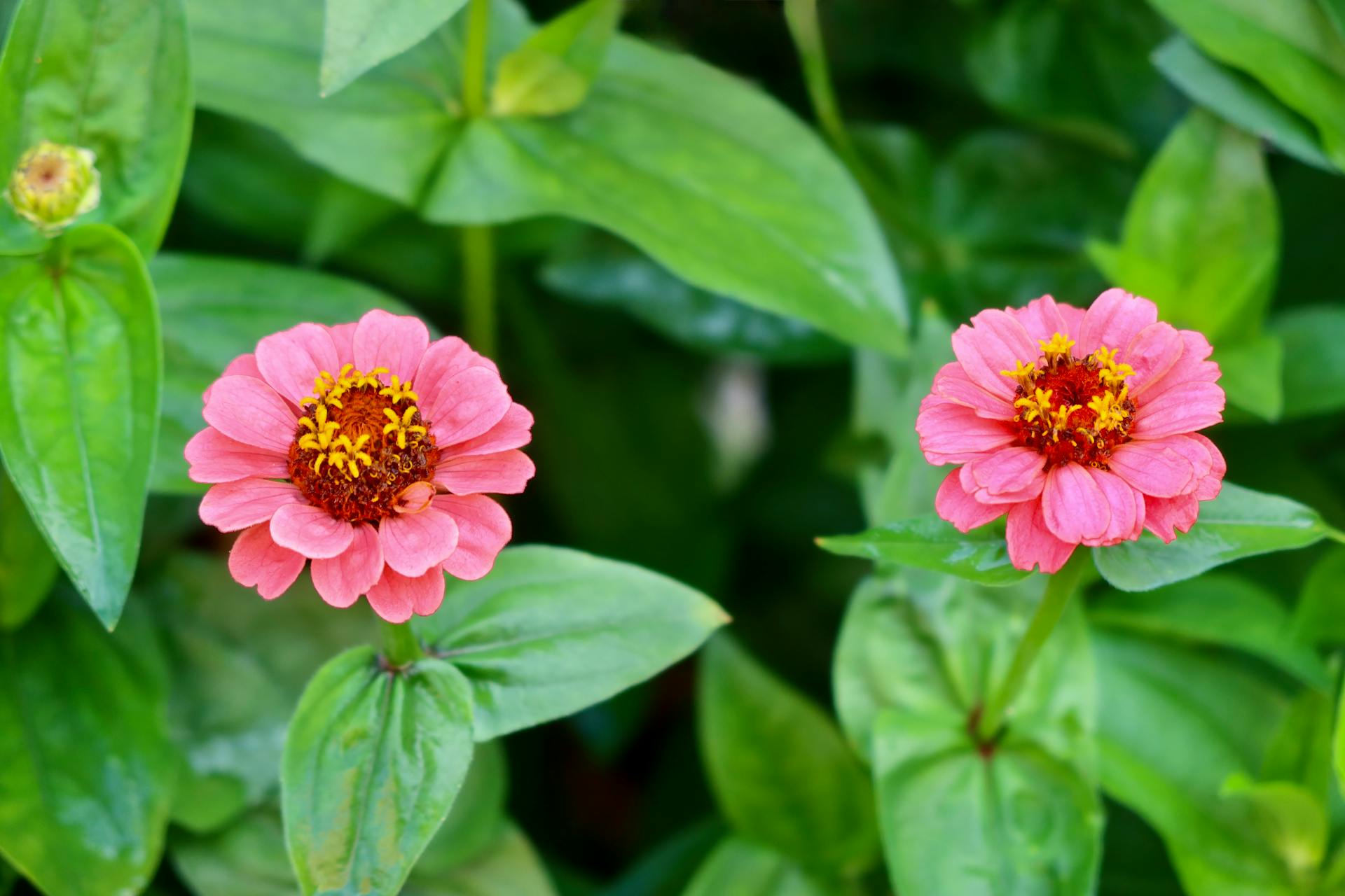 Kleurrijke Tuinplanten