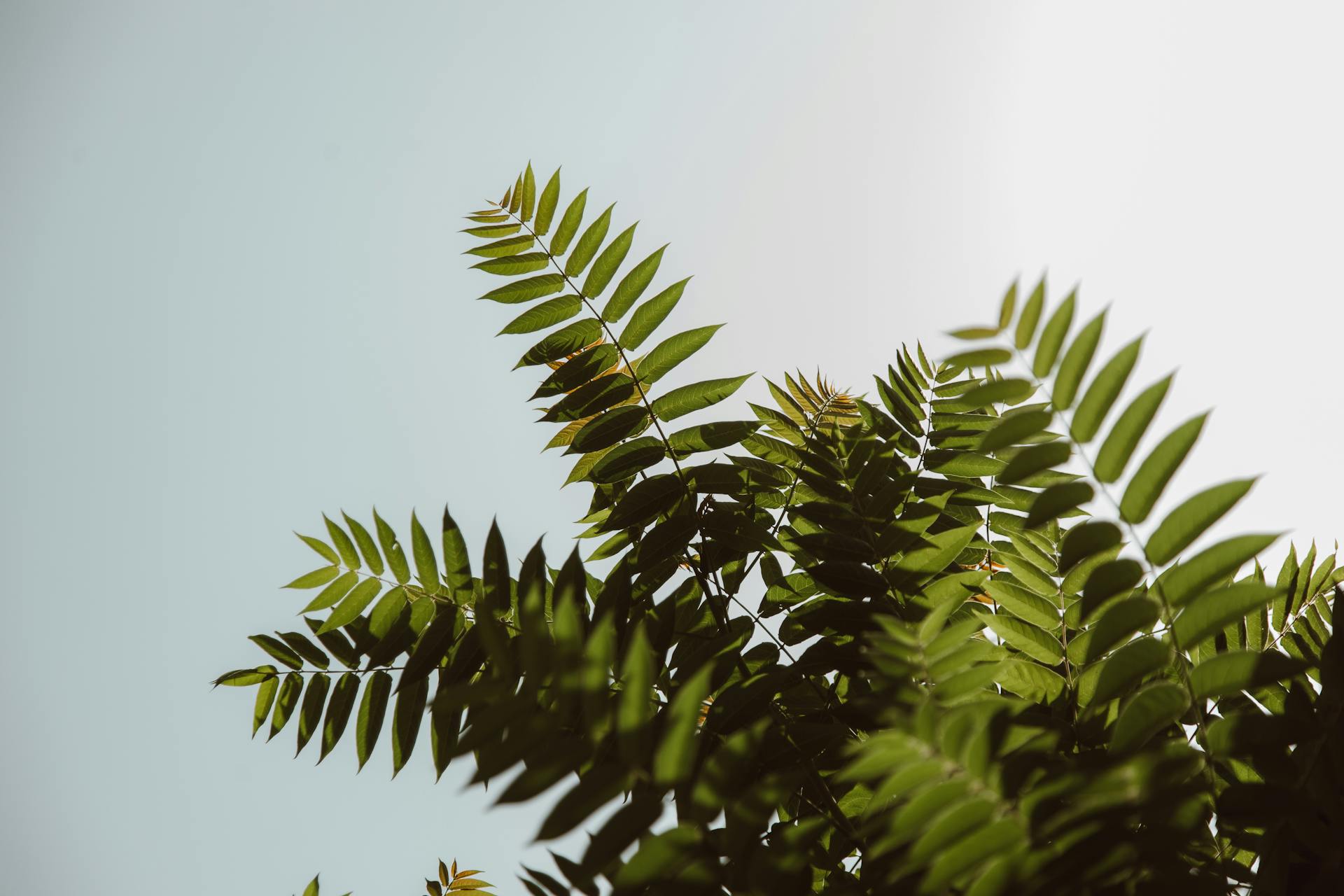 Volle Zon Tuinplanten
