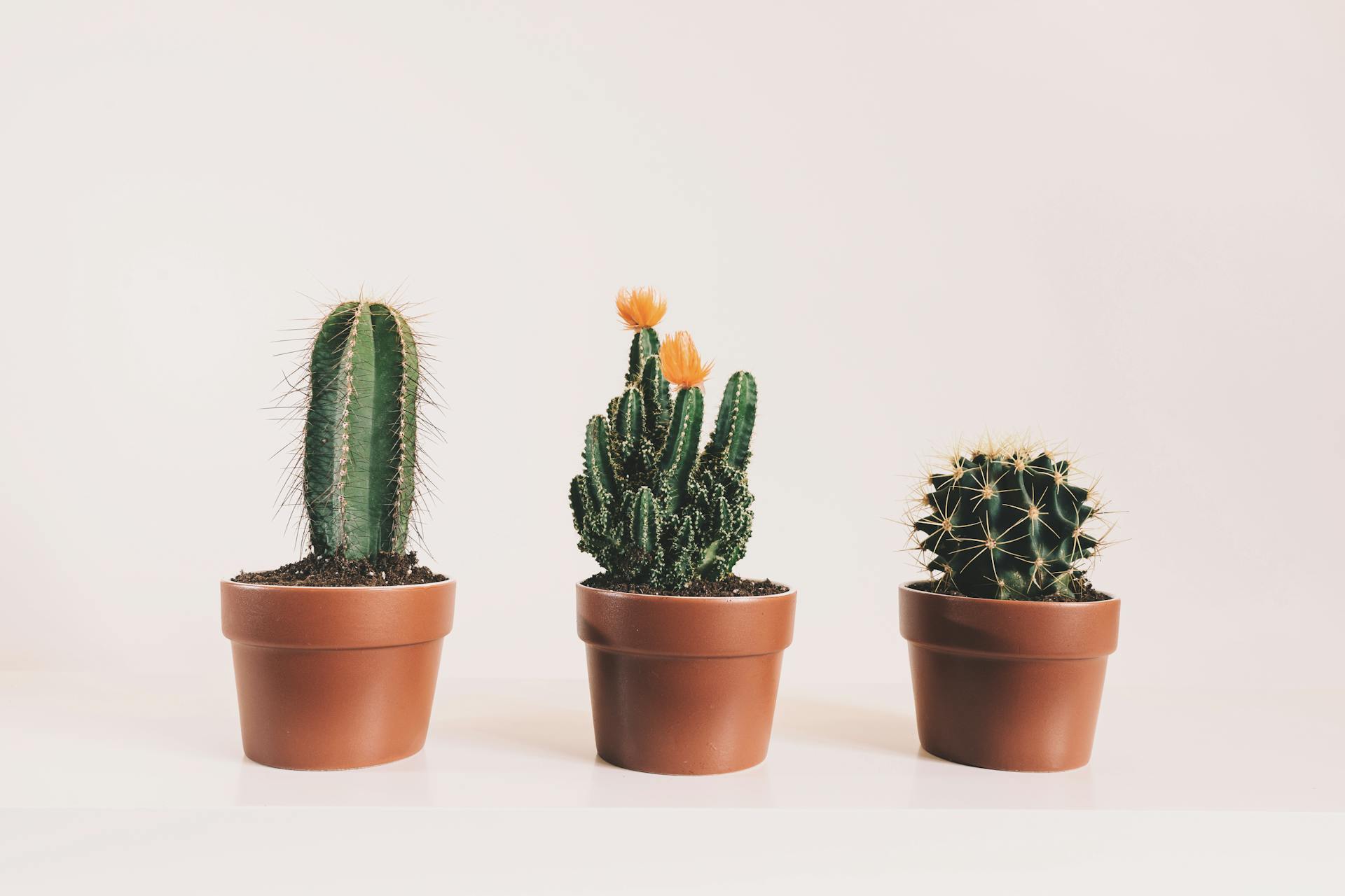 Vetplanten & Cactussen