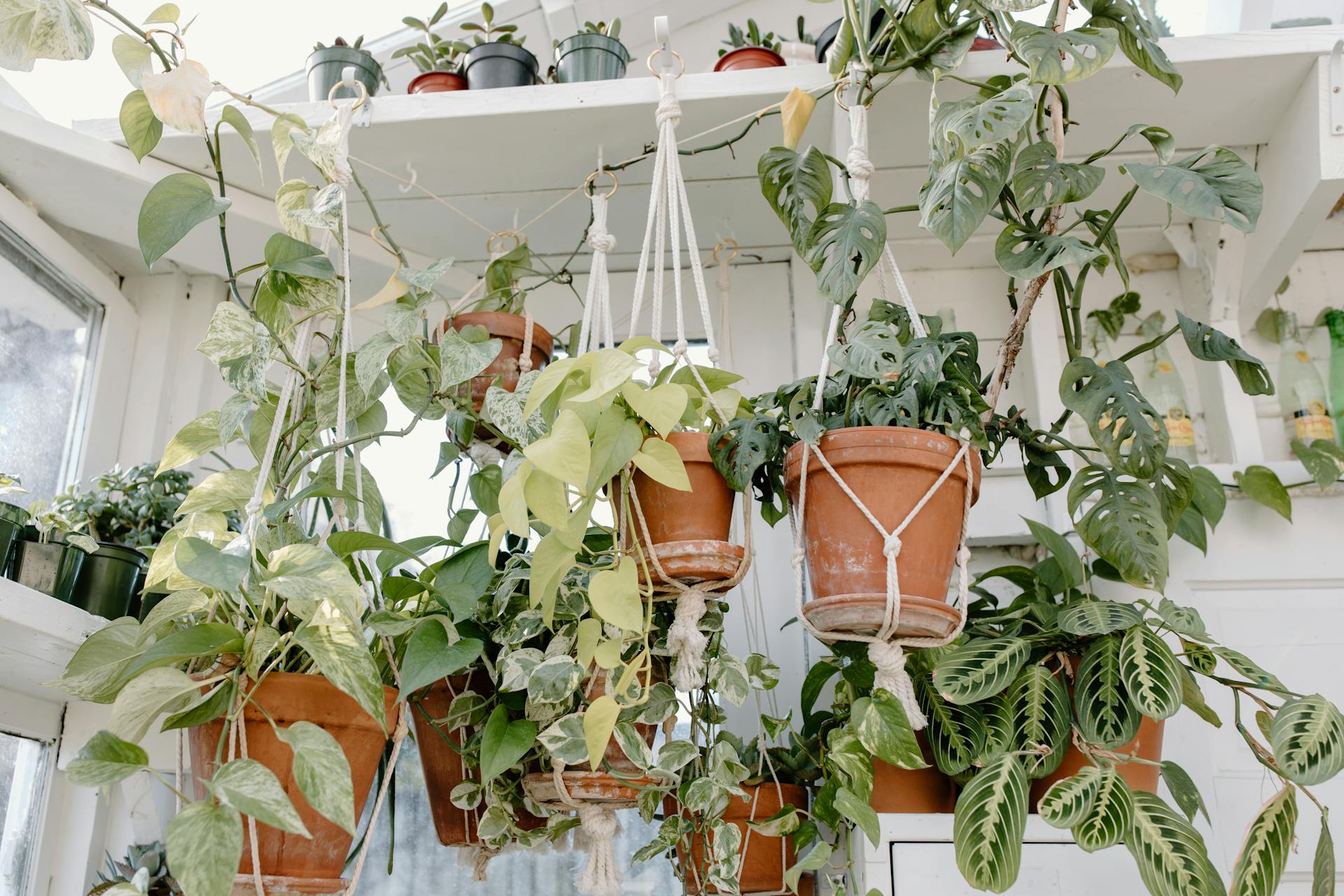 Hangplanten & Klimerige planten
