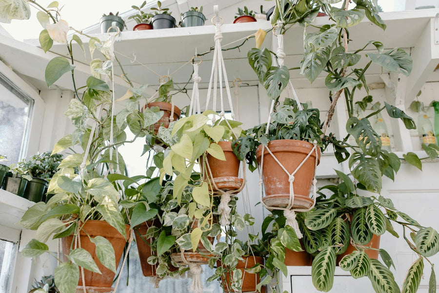 Hangplanten & Klimerige planten