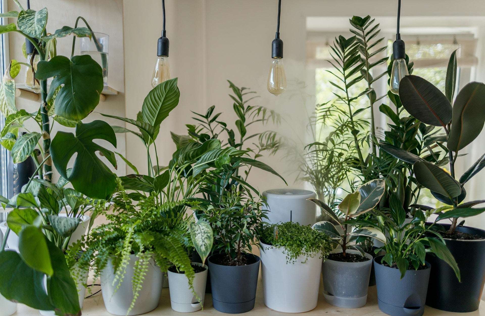 Luchtzuiverende Kamerplanten