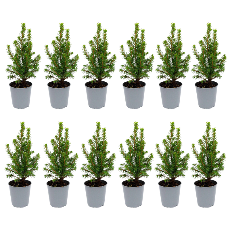 12x Mini-Kerstboom – Picea Glauca ‘Perfecta’