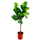 Ficus Lyrata boom
