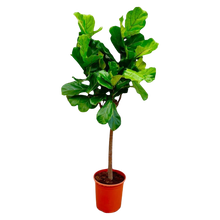 Ficus Lyrata boom