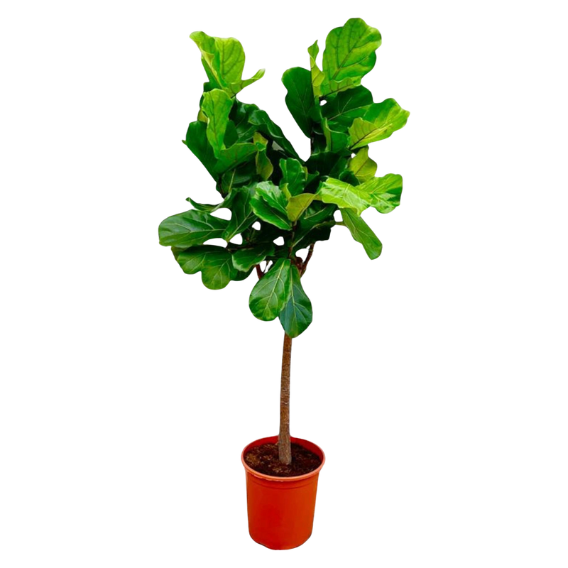 Ficus Lyrata boom