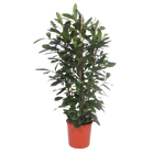 Ficus Cyathistipula struik