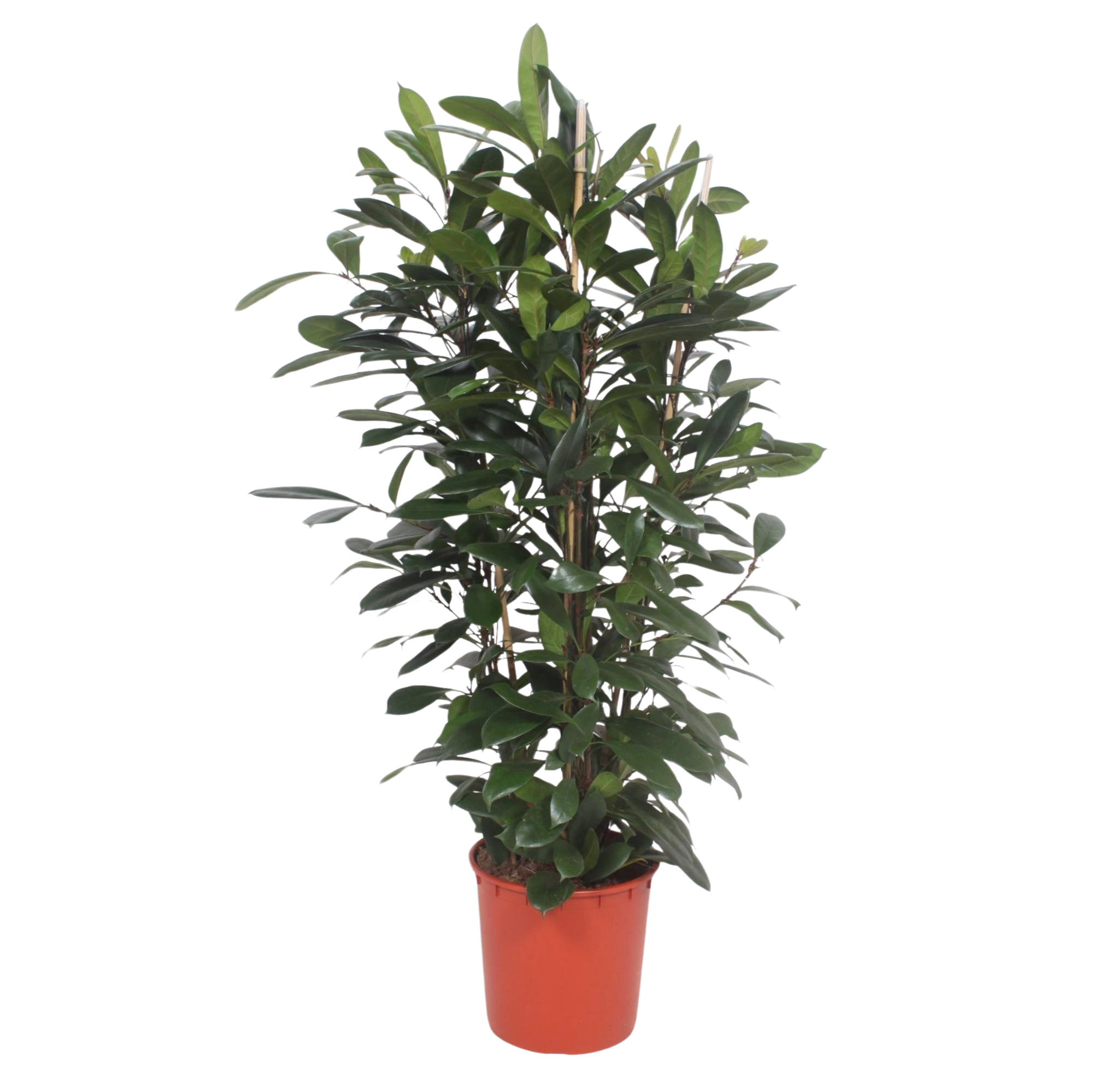 Ficus Cyathistipula struik