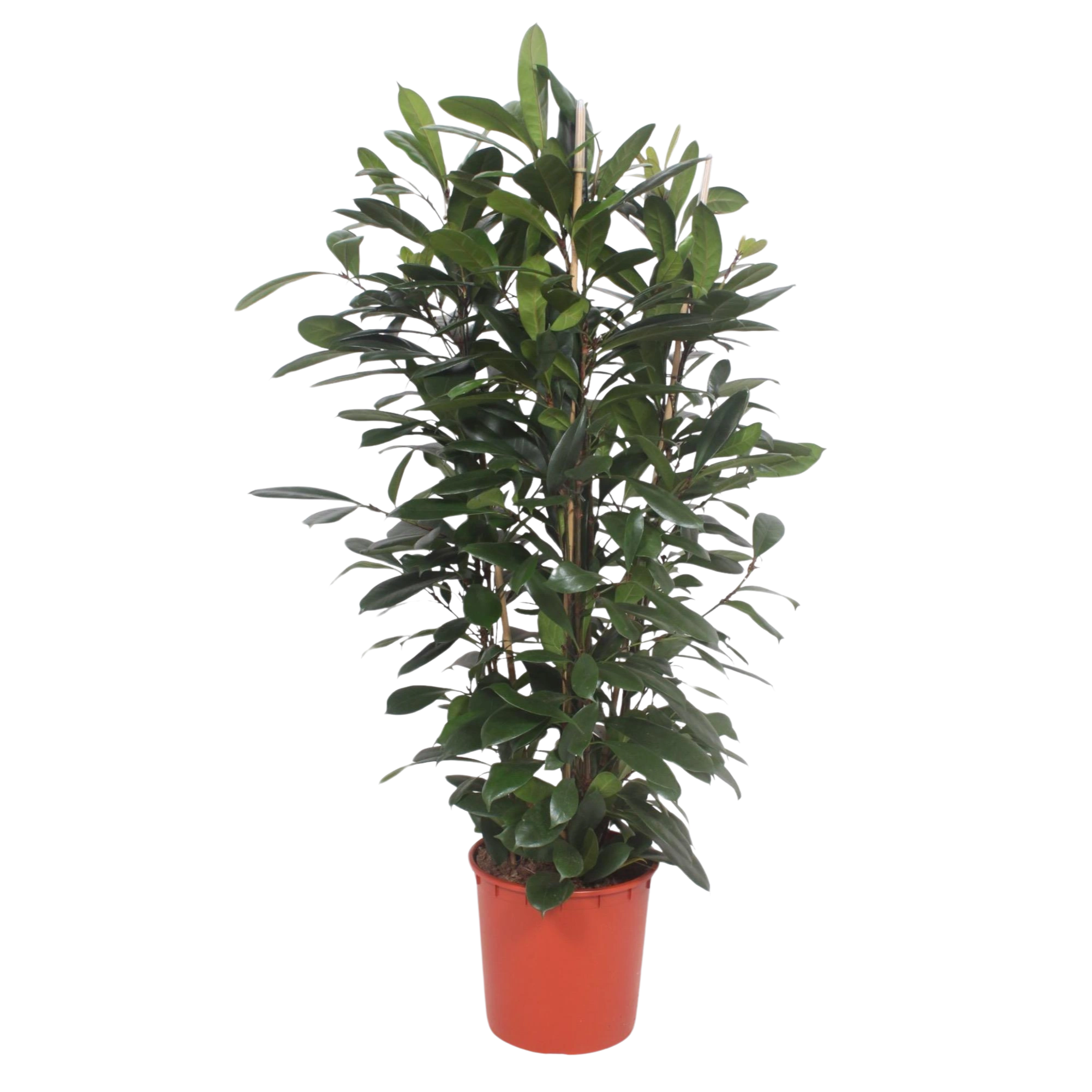 Ficus Cyathistipula struik