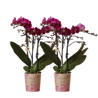 2× Phalaenopsis Morelia paars