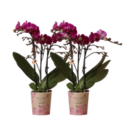 2× Phalaenopsis Morelia paars Everspring