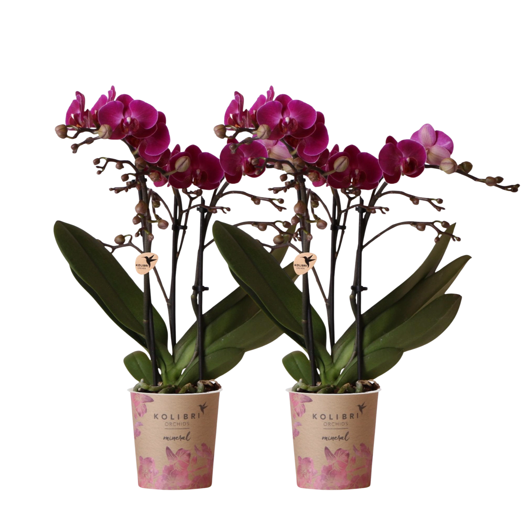 2× Phalaenopsis Morelia paars