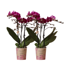 2× Phalaenopsis Morelia paars