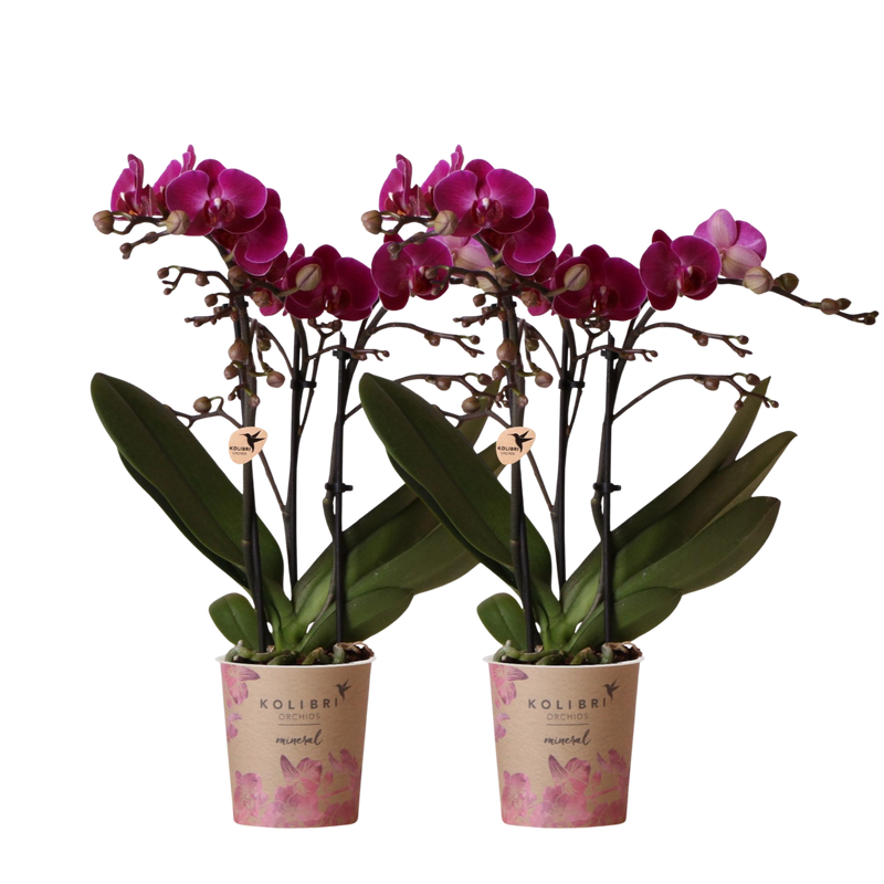 2× Phalaenopsis Morelia paars