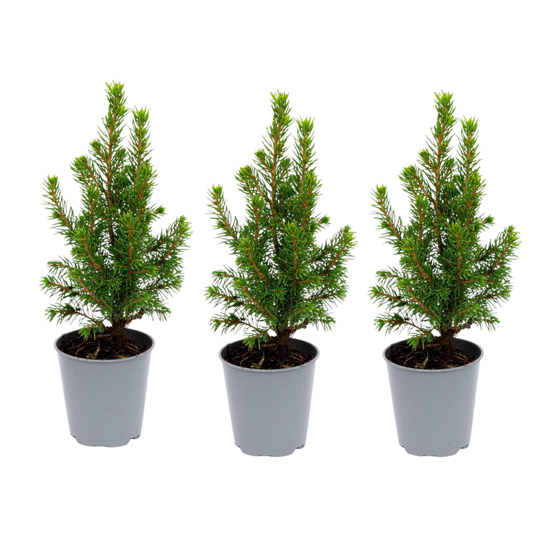 3x Mini-kerstboom Picea Glauca Perfecta
