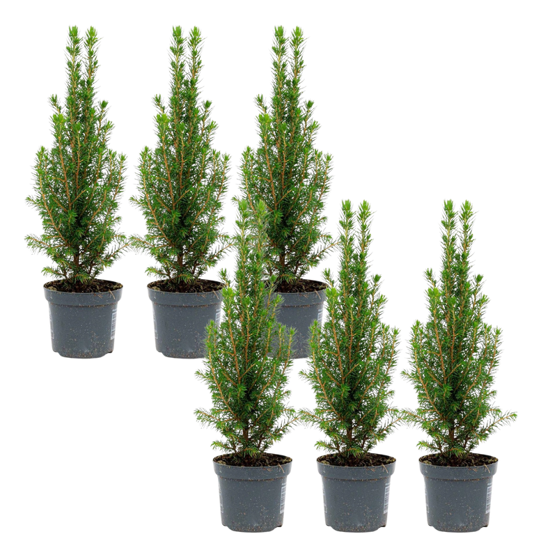 6x Mini-Kerstboom – Chamaecyparis