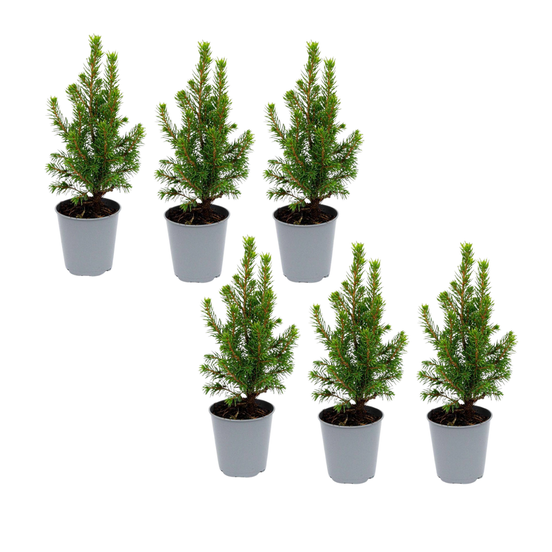 6x Mini-kerstboom Picea Glauca Perfecta