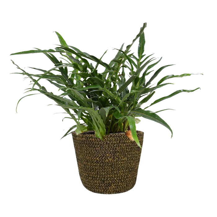 Aglaomorpha Coronans met Selin Pot