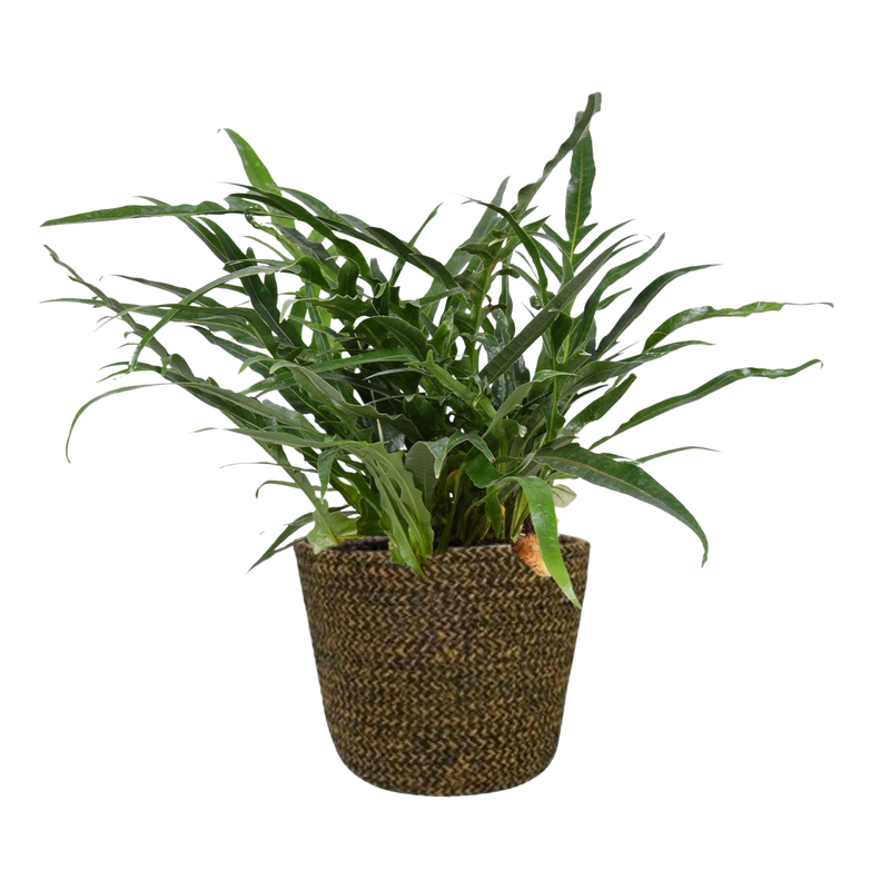 Aglaomorpha Coronans met Selin Pot