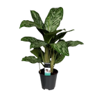 Aglaonema Greenlight (Decorum)