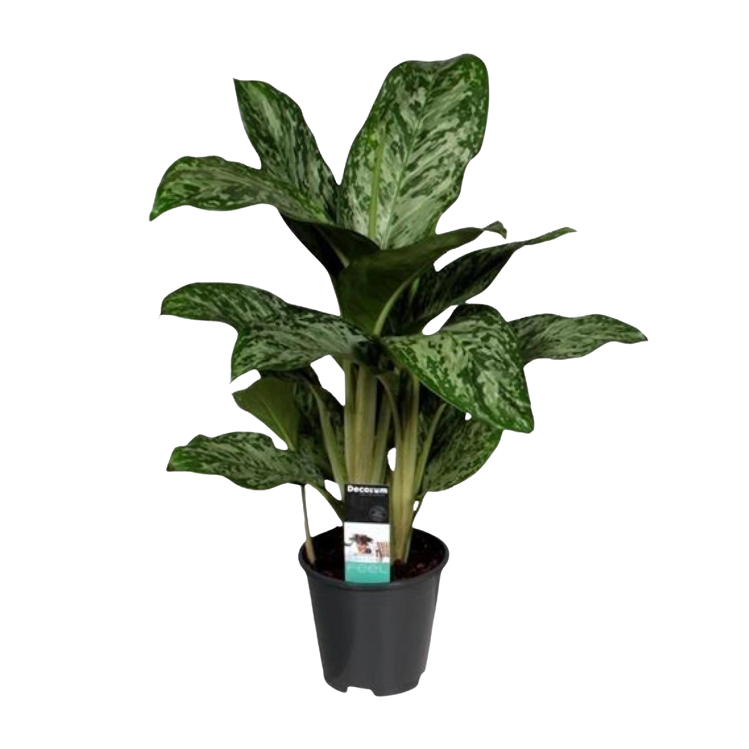 Aglaonema Greenlight (Decorum)