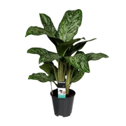 Aglaonema Greenlight (Decorum)