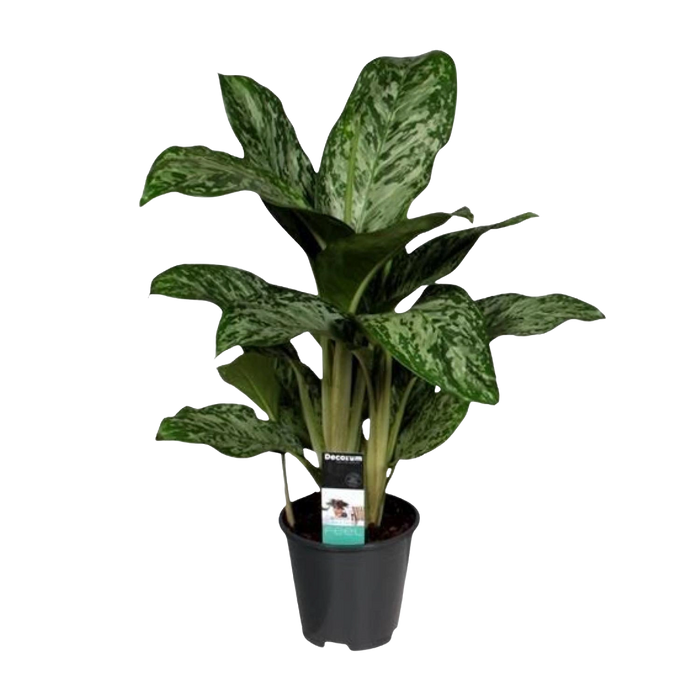 Aglaonema Greenlight (Decorum)