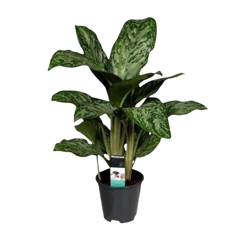 Aglaonema Greenlight (Decorum) Everspring