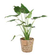Alocasia Cucullata ‘Boeddha’s Hand’ – Met Mand