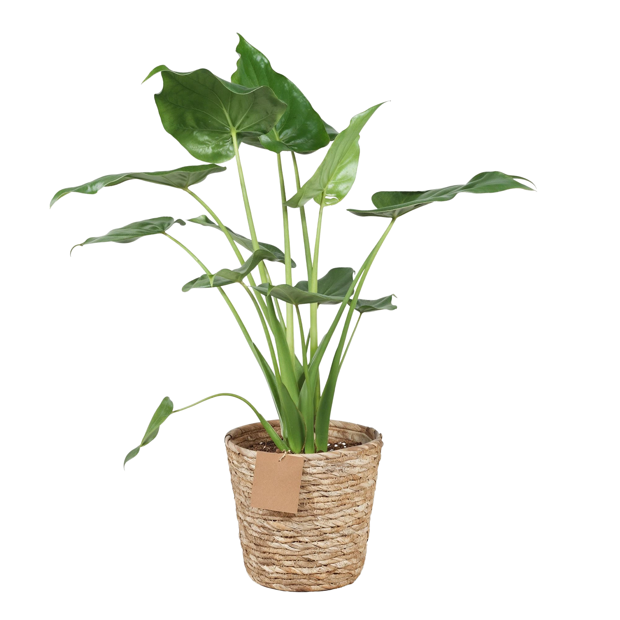 Alocasia Cucullata ‘Boeddha’s Hand’ – Met Mand