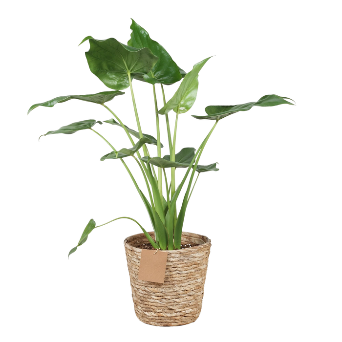 Alocasia Cucullata ‘Boeddha’s Hand’ – Met Mand