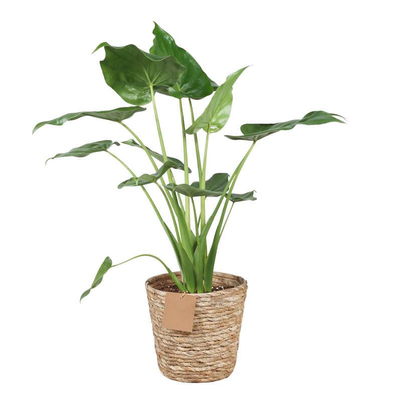 Alocasia Cucullata ‘Boeddha’s Hand’ – Met Mand