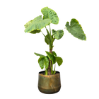 Alocasia Portodora enkele stam