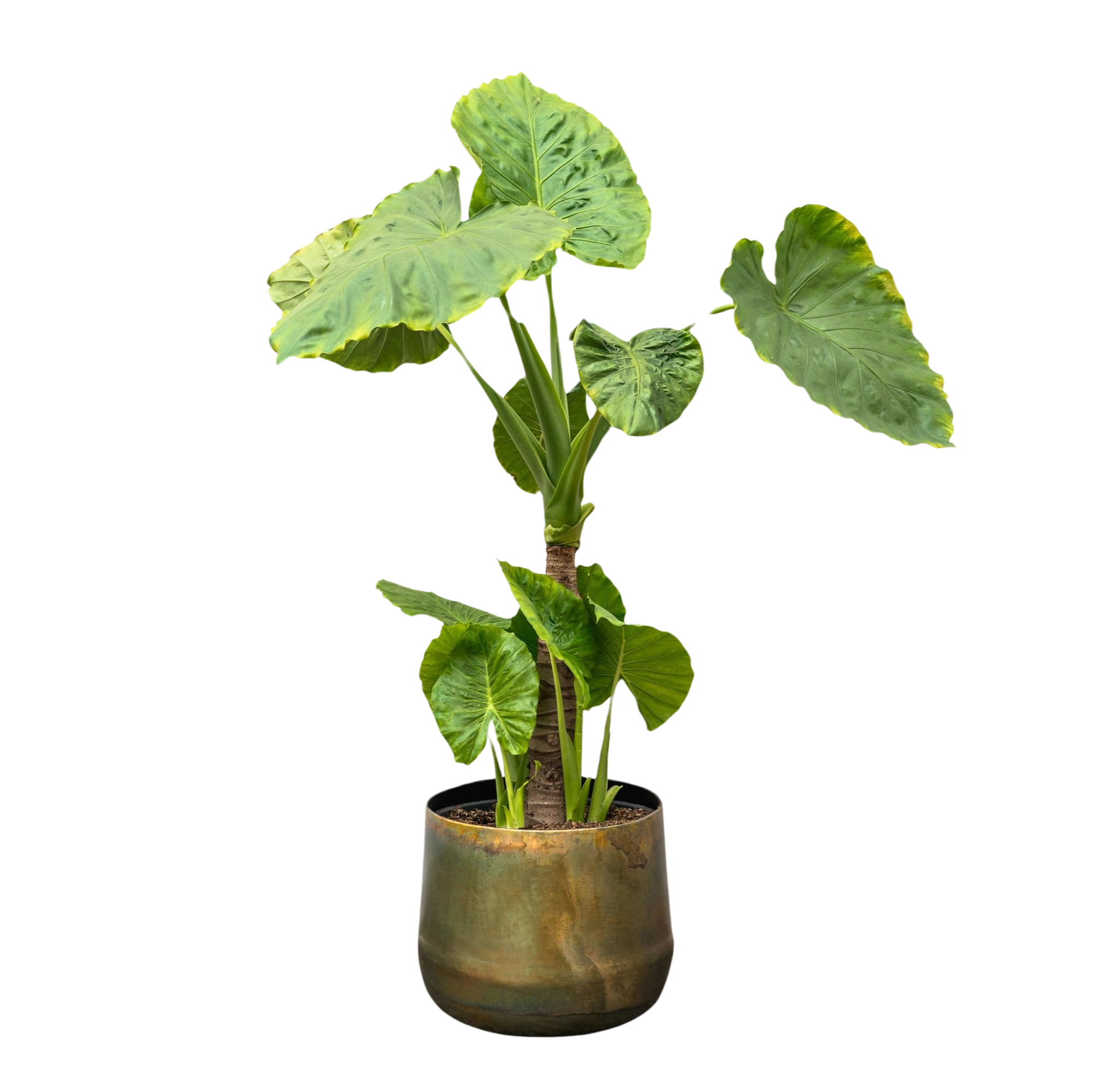 Alocasia Portodora enkele stam