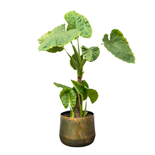 Alocasia Portodora enkele stam