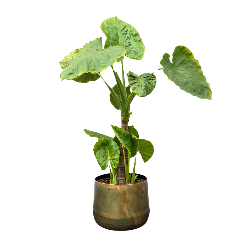 Alocasia Portodora enkele stam