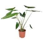Alocasia Zebrina (Olifantsoor) Everspring