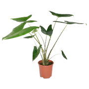 Alocasia Zebrina (Olifantsoor) Everspring