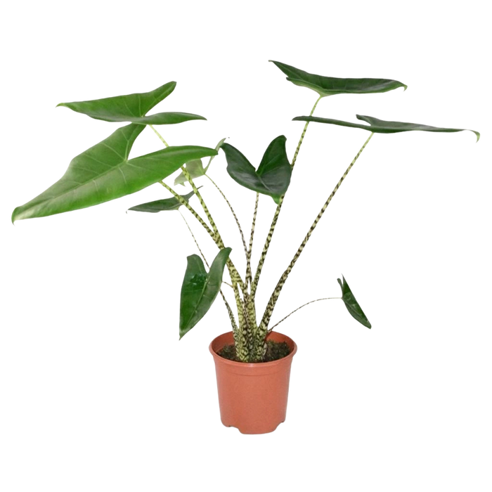 Alocasia Zebrina (Olifantsoor)