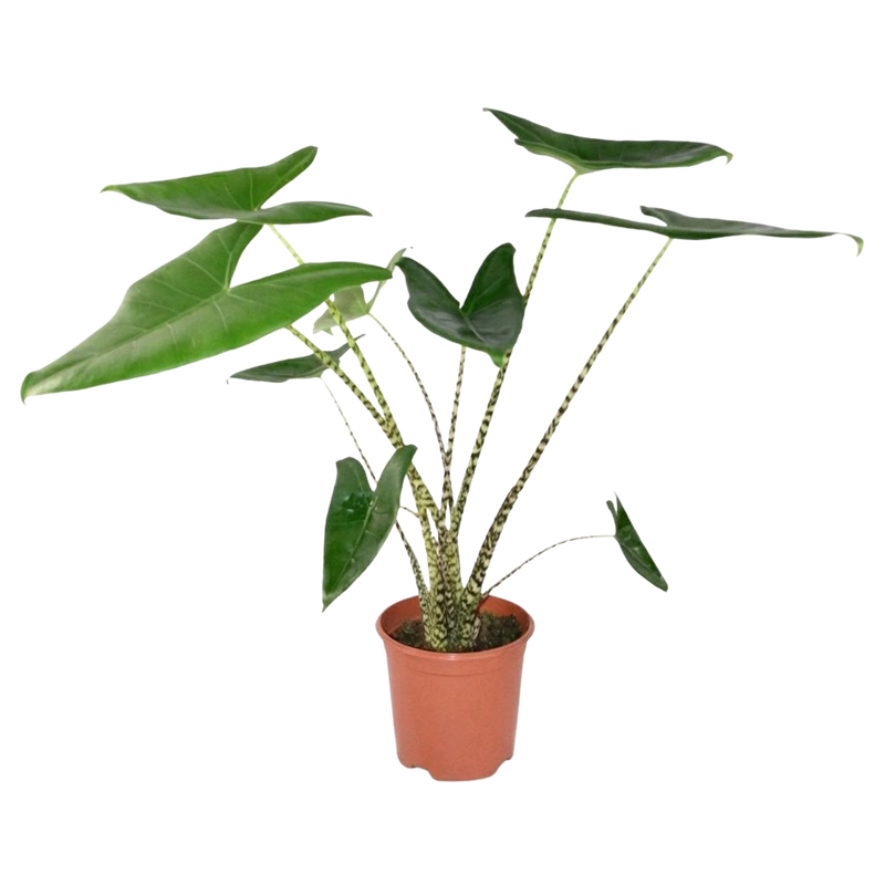Alocasia Zebrina (Olifantsoor)