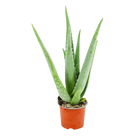 Aloë Vera Everspring