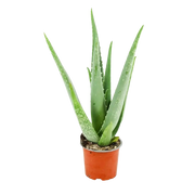 Aloë Vera Everspring
