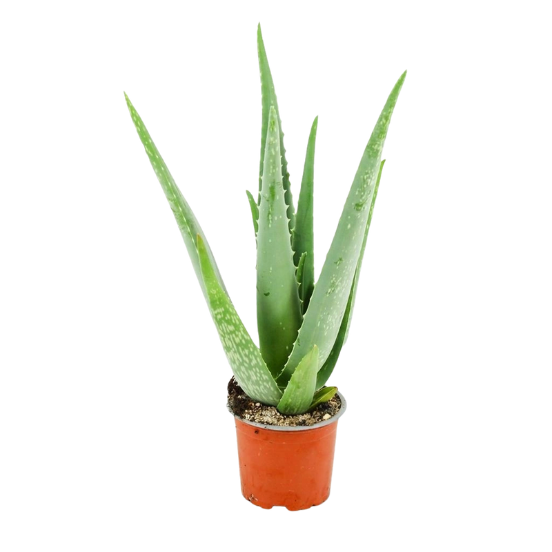 Aloë Vera