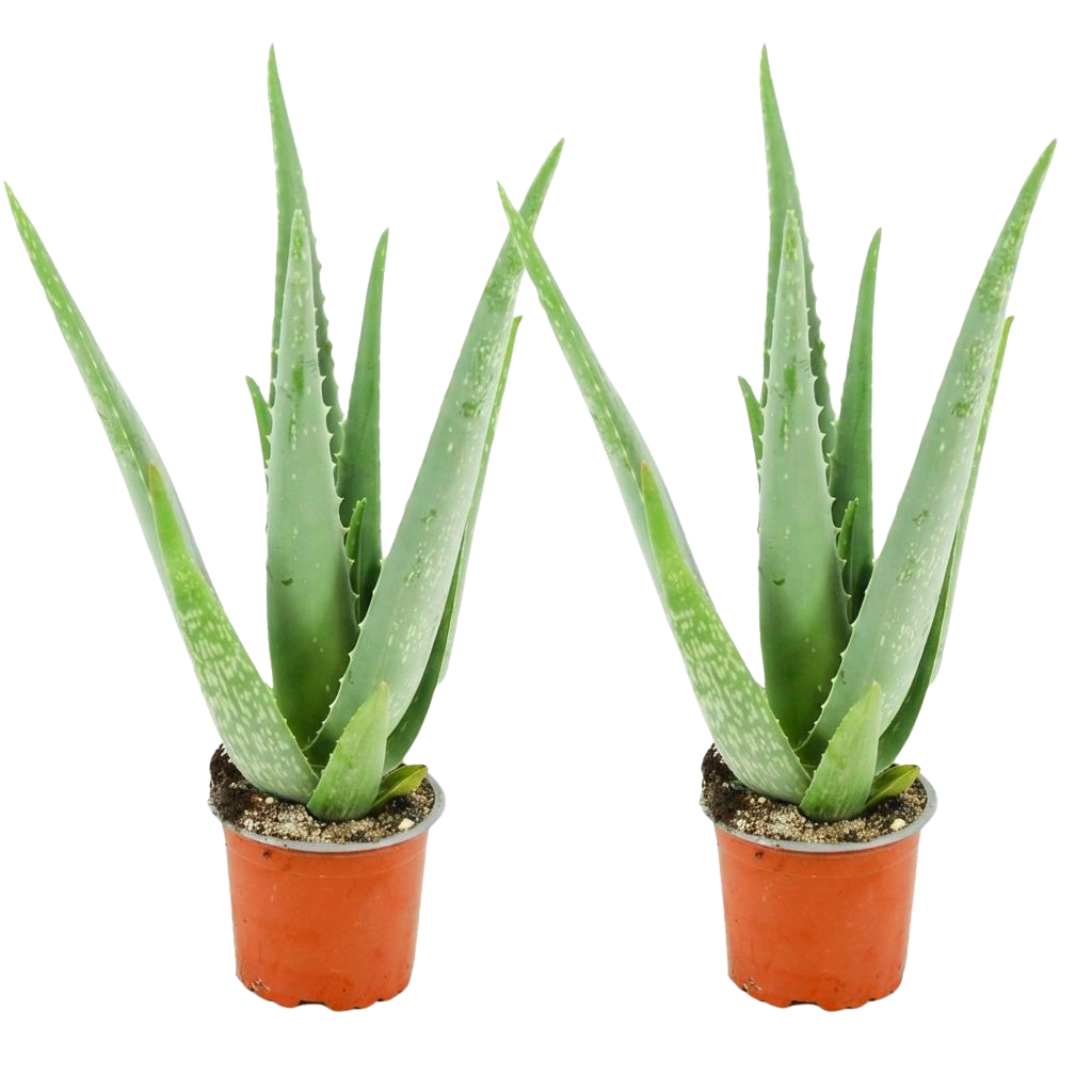 Aloë Vera – 2 Stuks