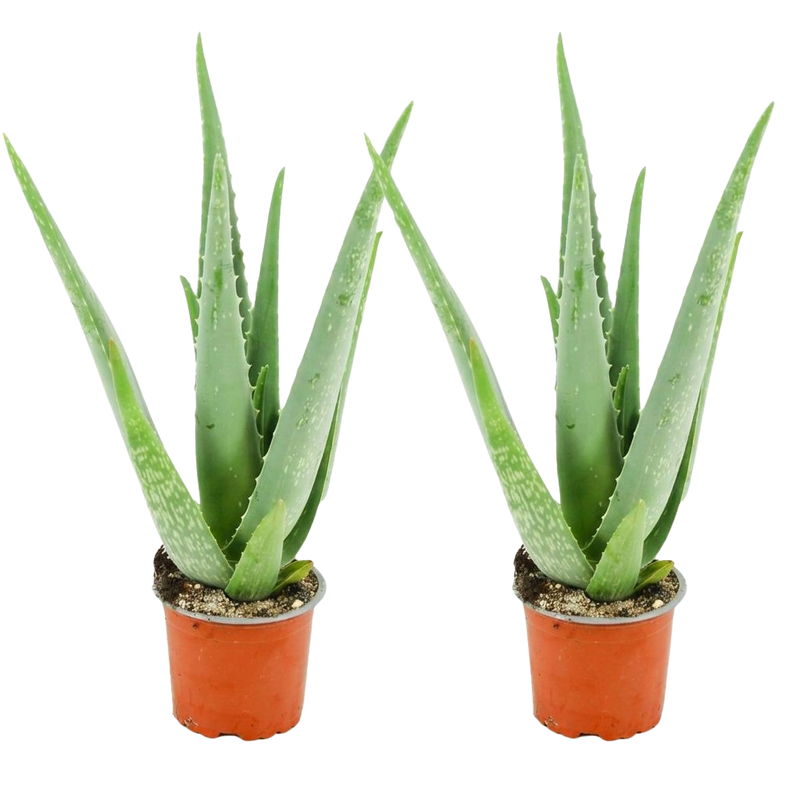 Aloë Vera – 2 Stuks