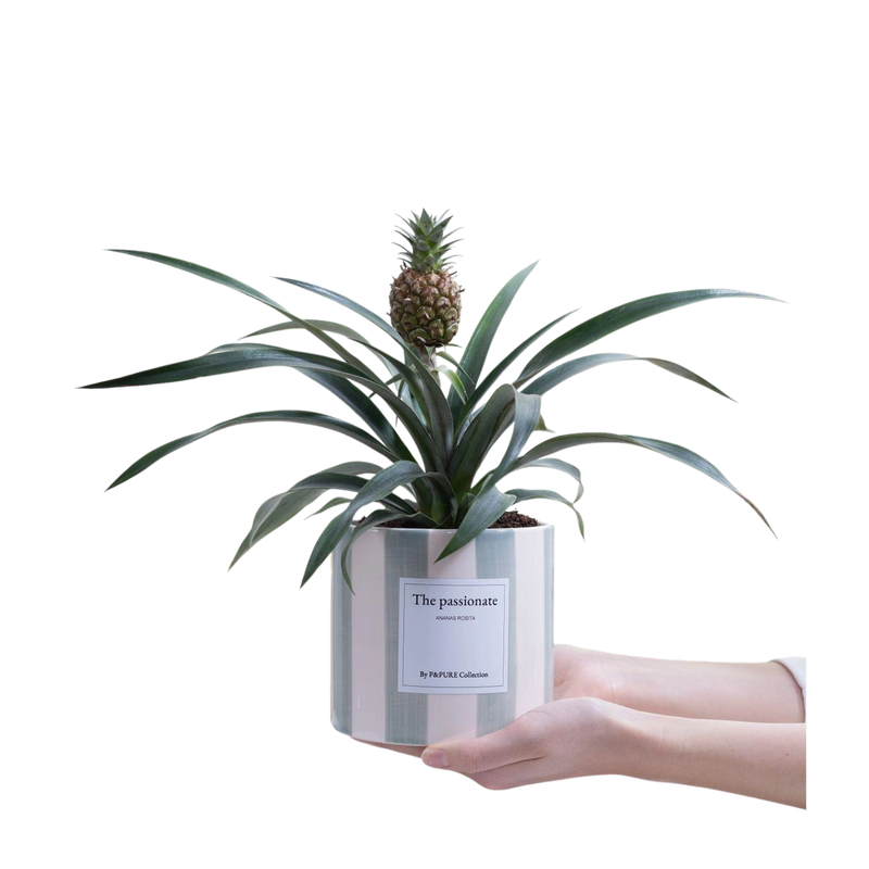 Ananas Rosita Gift “The Passionate” – Inclusief wenskaart