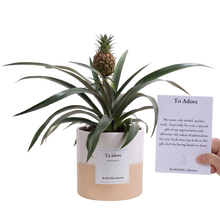 Ananas Rosita Gift “To Adore”