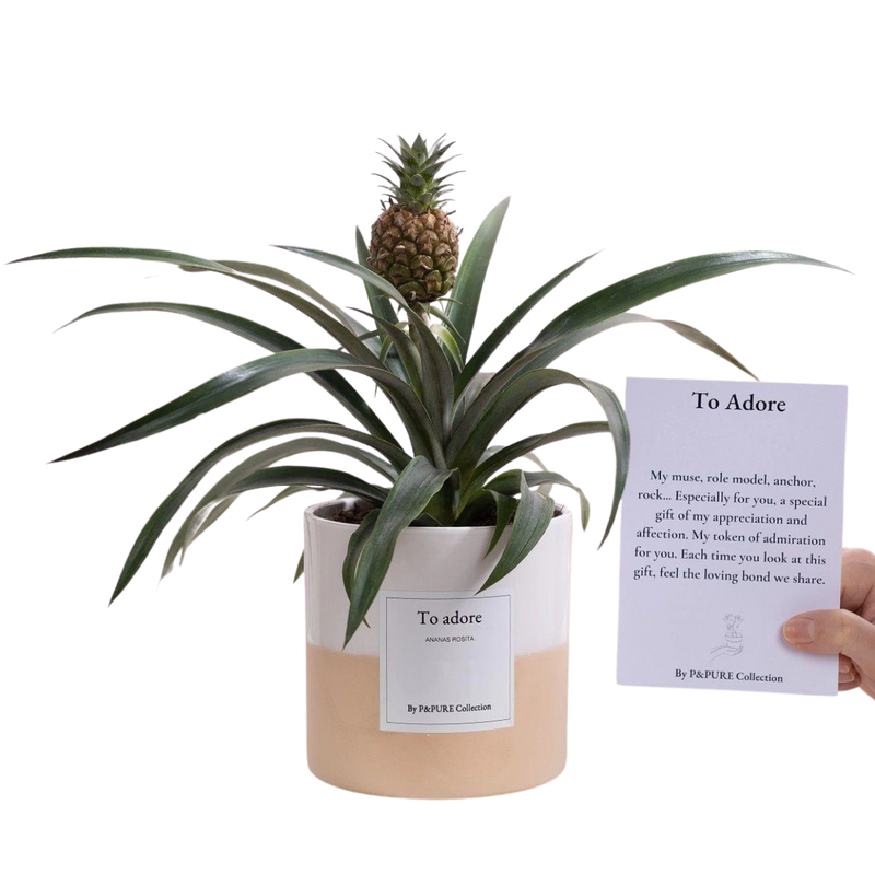 Ananas Rosita Gift “To Adore”