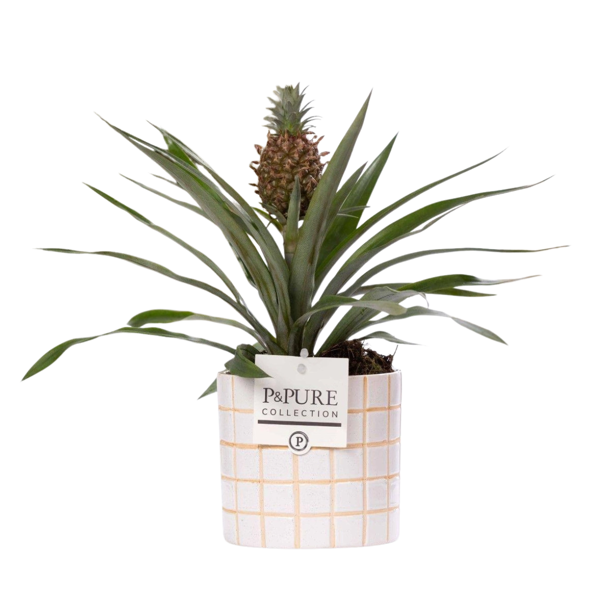Ananas Rosita in P&PURE Tirza Ceramics