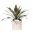 Ananas Rosita in P&PURE Tirza Ceramics